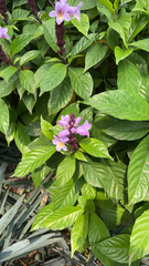 Phlogacanthus turgidus