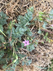 Erodium cicutarium