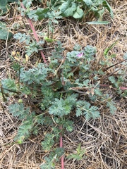 Erodium cicutarium