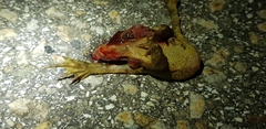 Bufo stejnegeri