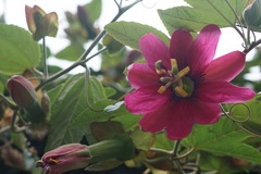 Passifloraceae