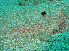 Synapturichthys kleinii