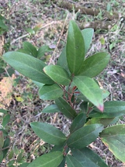 Acokanthera oppositifolia