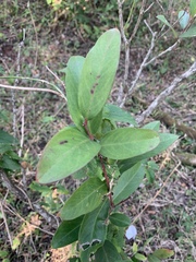 Acokanthera oppositifolia