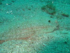 Synapturichthys kleinii