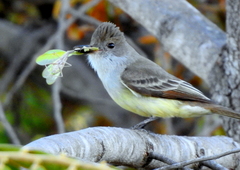 Myiarchus ferox