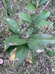 Acokanthera oppositifolia