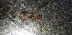 Bufo stejnegeri