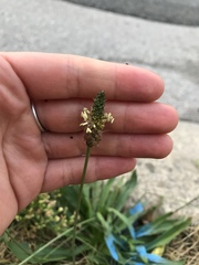 Plantago lanceolata