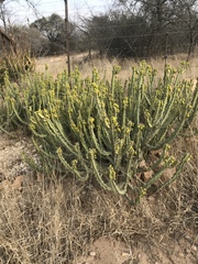 Euphorbia pseudocactus