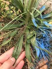 Plantago lanceolata