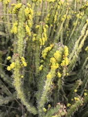 Euphorbia pseudocactus