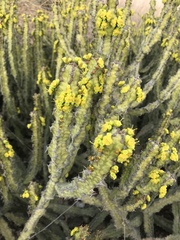 Euphorbia pseudocactus