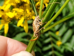 Ophiocordycipitaceae