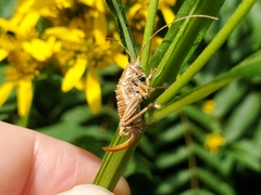 Ophiocordycipitaceae