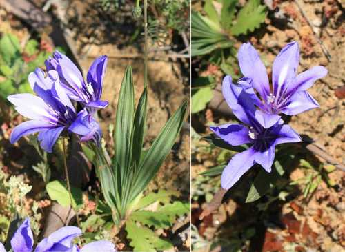 Brandvlei Bobbejaantjie (Babiana arenicola)