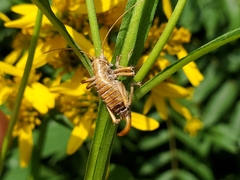 Ophiocordycipitaceae