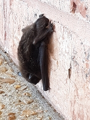 Myotis sodalis