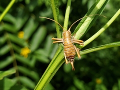 Ophiocordycipitaceae