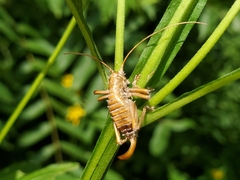 Ophiocordycipitaceae