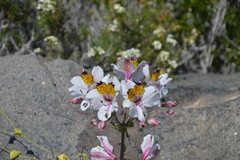 Alstroemeria magnifica