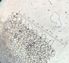 Coprinopsis stercorea