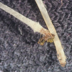 Coprinopsis stercorea