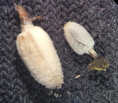 Coprinopsis stercorea