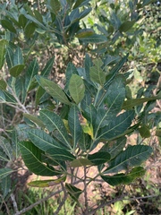 Allophylus natalensis