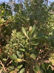 Allophylus natalensis