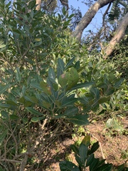 Allophylus natalensis