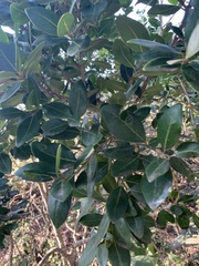 Apodytes dimidiata dimidiata