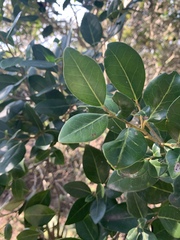 Apodytes dimidiata dimidiata