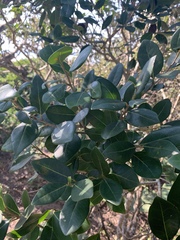 Apodytes dimidiata dimidiata