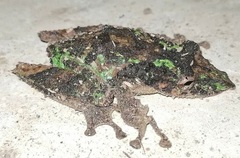 Scinax garbei