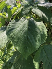 Magnoliopsida