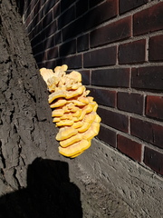 Laetiporus sulphureus