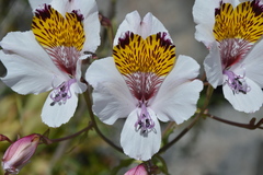 Alstroemeria magnifica