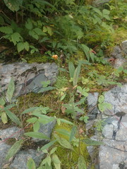 Media resource of Hieracium robinsonii