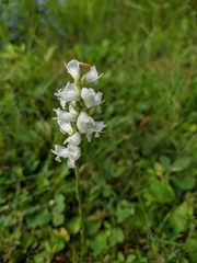 Spiranthes incurva