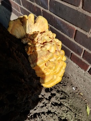 Laetiporus sulphureus