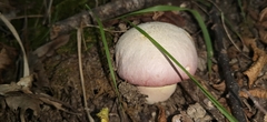 Rubroboletus rhodoxanthus