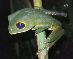 Phyllomedusa tarsius