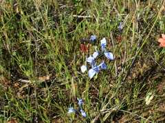 Moraea cuspidata