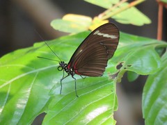 Heliconius wallacei