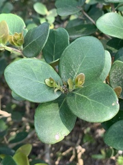 Eugenia capensis capensis