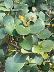 Eugenia capensis capensis