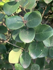 Eugenia capensis capensis