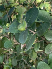 Eugenia capensis capensis