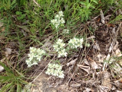 Paronychia argyrocoma